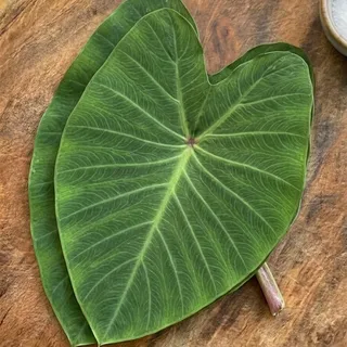 Colocasia leaves (taro leaves)