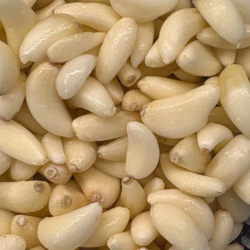 Garlic